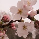 春41桜