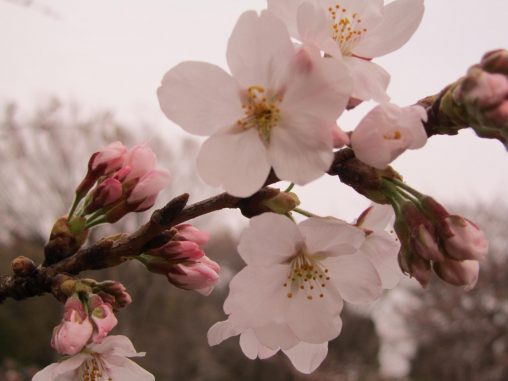 春41桜